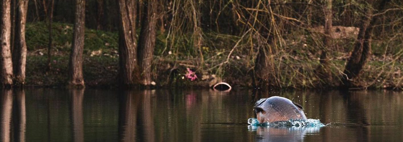 Korda